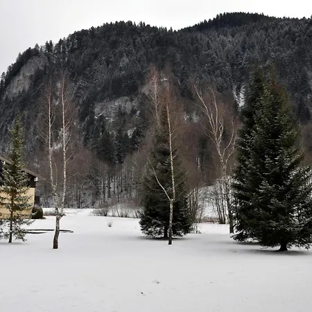 Campanules Abondance